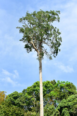 Is one of the attractions of the most famous of Thailand. Each year there are tens of thousands of...