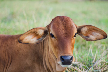 Close up of cow face. The cow is eating grass.