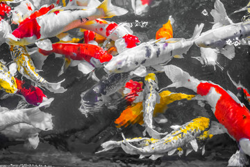 Fototapeta na wymiar Colorful decorative fishes (Koi Fish) float in water, view from above. yellow fish, orange fish.many colorful fishes - Many fishes in one place.soft focus.