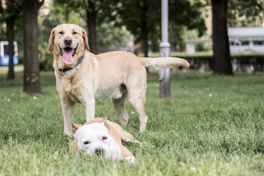 Happy dog friends playing in the park	