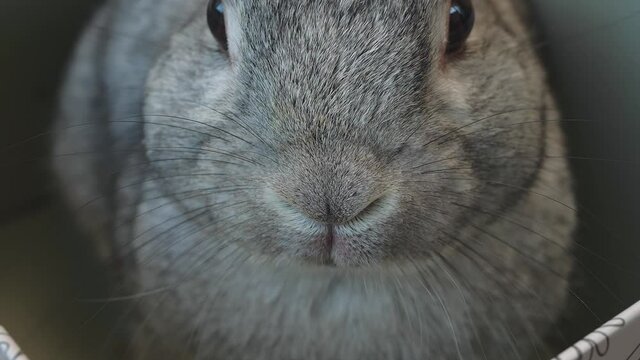 Rabbit Snout and whiskers close up. Bunny nose sniffing smell of macro shot 
