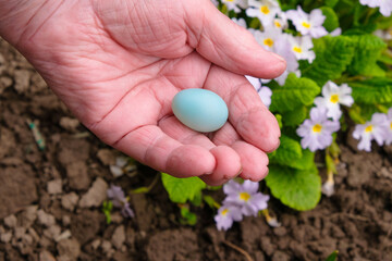 Blue egg in the senior's palm. Continuity of generations concept.