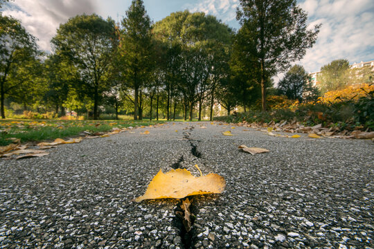 autumn leafs in the park