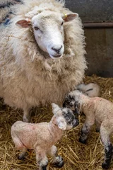 Foto op Canvas Romney sheep and new born lambs, East Sussex, England © Kathy Huddle 