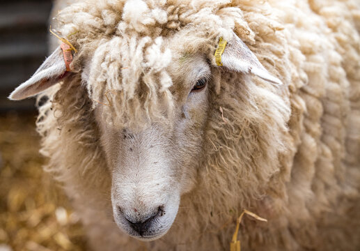 Romney sheep, East Sussex, England