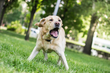 Labrador dog barking at city park. Nice sunny day, summer/spring