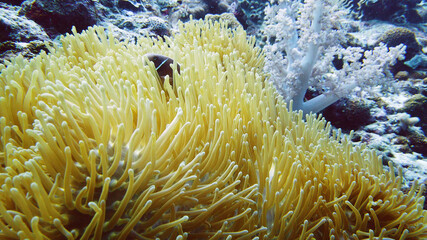 Naklejka na ściany i meble A Clown Anemonefish sheltering among the tentacles of its sea anemone. Underwater world with corals and tropical fishes