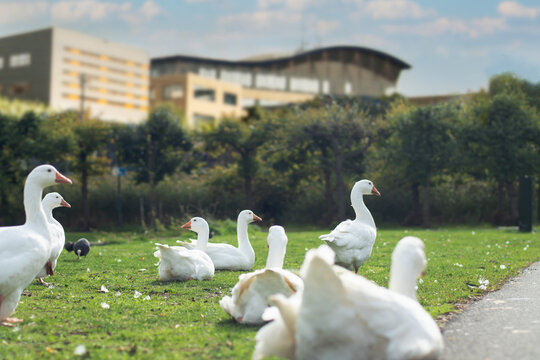 geese in the park