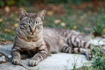 Naklejka na ściany i meble Lovely gray cat sitting at outdoor