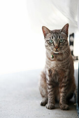 Lovely gray cat sitting at outdoor