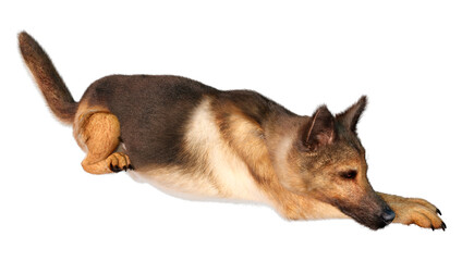 3D Rendering German Shepherd on White
