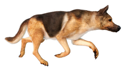 3D Rendering German Shepherd on White