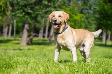Naklejka na ściany i meble Smiling labrador dog in the city park 