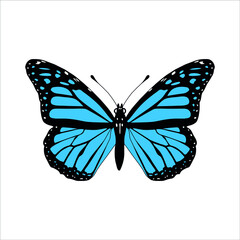 beautiful tropical butterfly with colorful wings