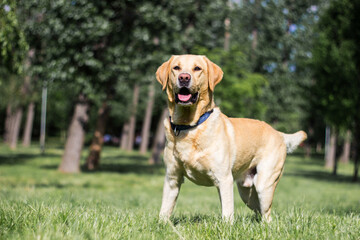 Smiling labrador dog in the city park 