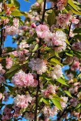 pink cherry blossom