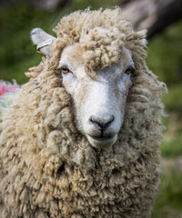 Romney sheep, East Sussex, England