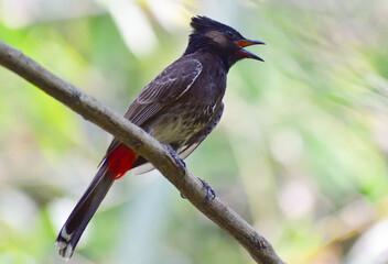 A beautiful Bulbul bird sitting on a branch