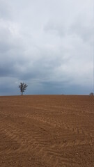 Fototapeta na wymiar Einzelner Baum auf einem Feld mit dunklem Gewitterhimmel