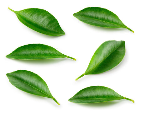 Citrus leaves on white. Orange, lemon, lime, tangerine leaf isolated. Orange leaf. Lemon leaf. Leaves set. With clipping path. Full depth of field.