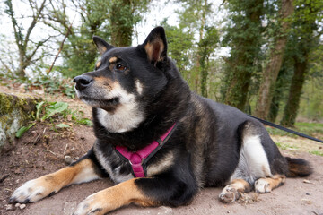 black and tan shiba inu dog is posing on a rock