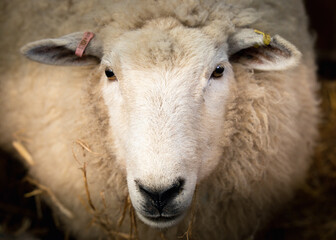 Romney sheep, East Sussex, England