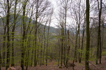many thin trees in the forest
