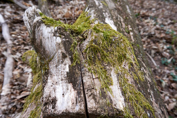 tree trunk with green moss