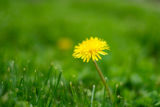 Close up of dandelion outdoors.