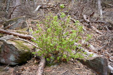 green plant in the middle of dry forest