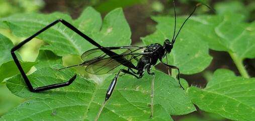 Insect sitting on a green leave.