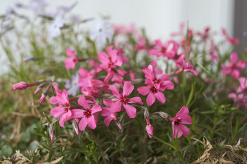 Pink flowers in the flowerpot