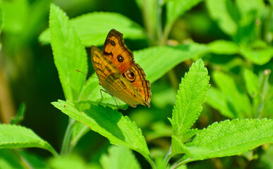 A beautiful Butterfly