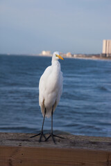 White Egret at the ocean