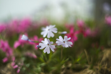 There are white flowers in the flowerpot and pink flowers in the background.