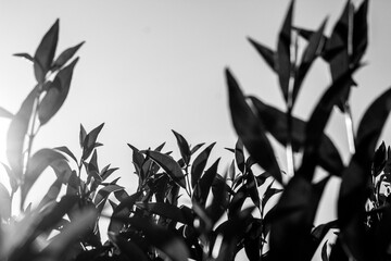Monochrome Leaves
