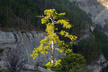 Mountain slopes grow pine trees