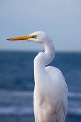 White Egret at the ocean
