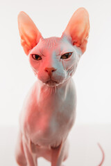 Cute sphynx cat, kitty posing isolated over white studio background in neon light