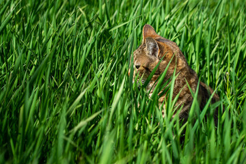 Chat dans les herbes hautes