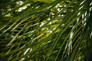 Closeup shot of a beautÄ±ful green palm leaf