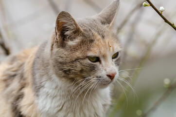 Portrait of cute cat
