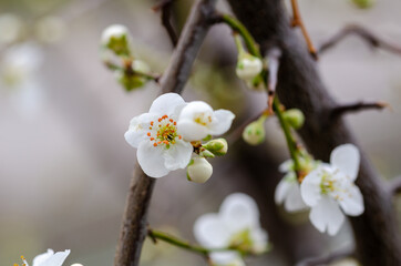 Obraz premium Close up of the spring cherry flowers