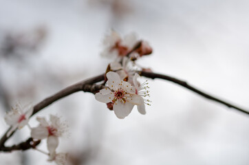 Close up of the spring cherry flowers