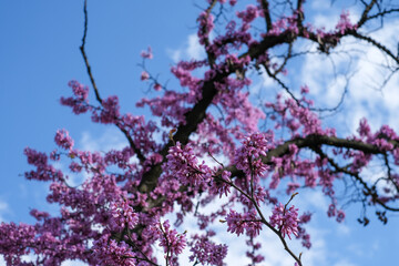 Tree branches with pink flowers against the blue sky