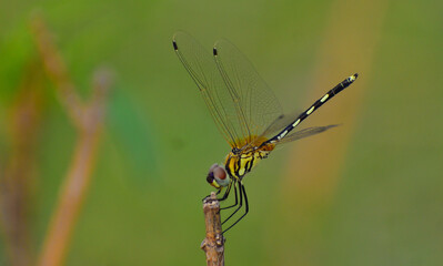 A beautiful Dragonfly