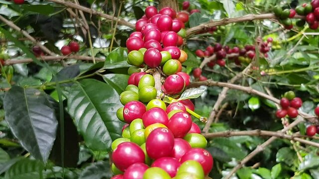 Picking the coffee from the farm