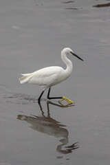 Fototapeta na wymiar White little egret closeup