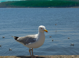 seagull on the beach