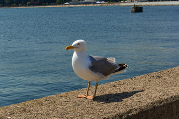 seagull on the pier